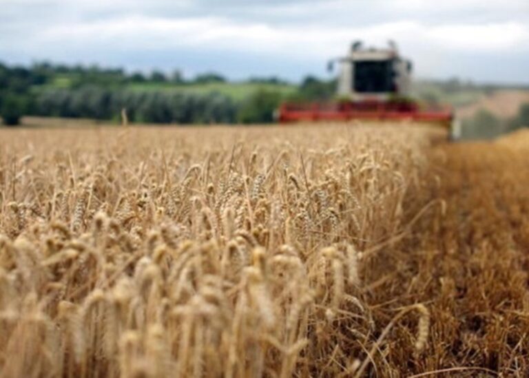 Україні прогнозують найнижчий за 13 років урожай пшениці