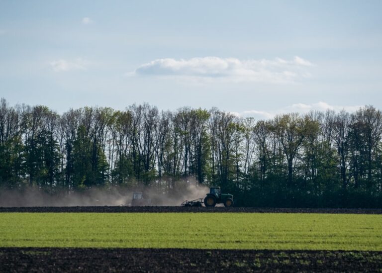 В Україні стартувала сівба гречки