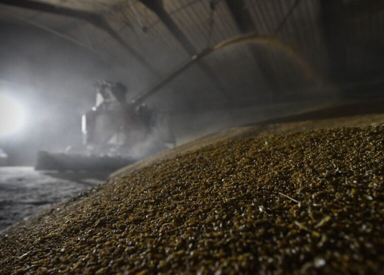 Китай скоротив закупівлі російської пшениці у 16 разів