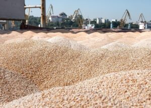 Україна продала мільйон тонн пшениці нового врожаю