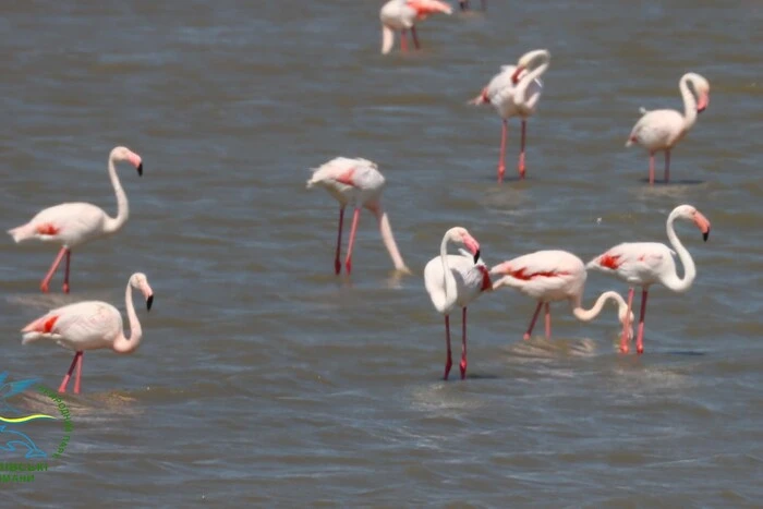 В Україну несподівано повернулися рідкісні птахи, які втекли через війну (фото)