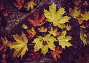 Гороскоп для всіх знаків зодіаку на 11-12 жовтня 2025 року