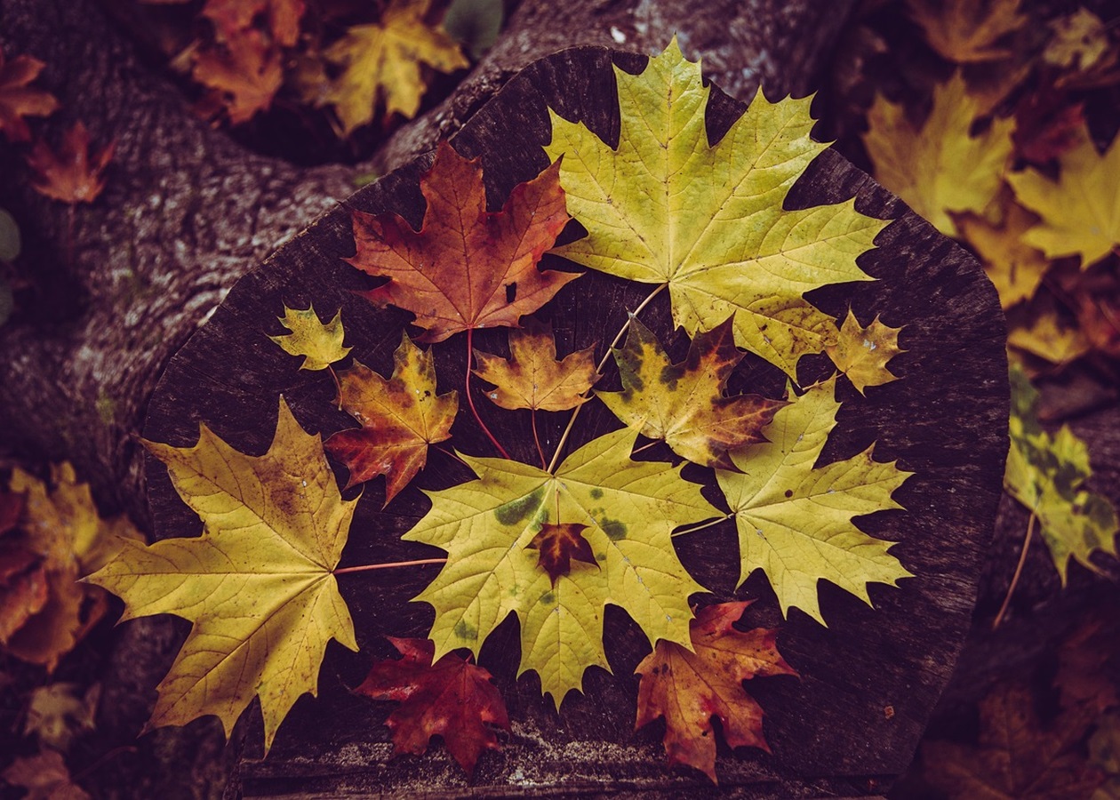 Гороскоп для всіх знаків зодіаку на 11-12 жовтня 2025 року