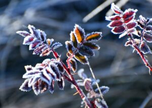Дощі та нічні заморозки: погода на початок тижня
