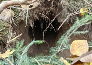 На кордоні між Польщею та Білоруссю виявили тунель