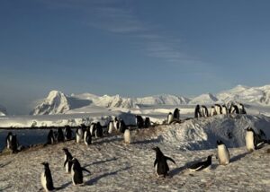 Українські полярники зафільмували масове занурення пінгвінів у море