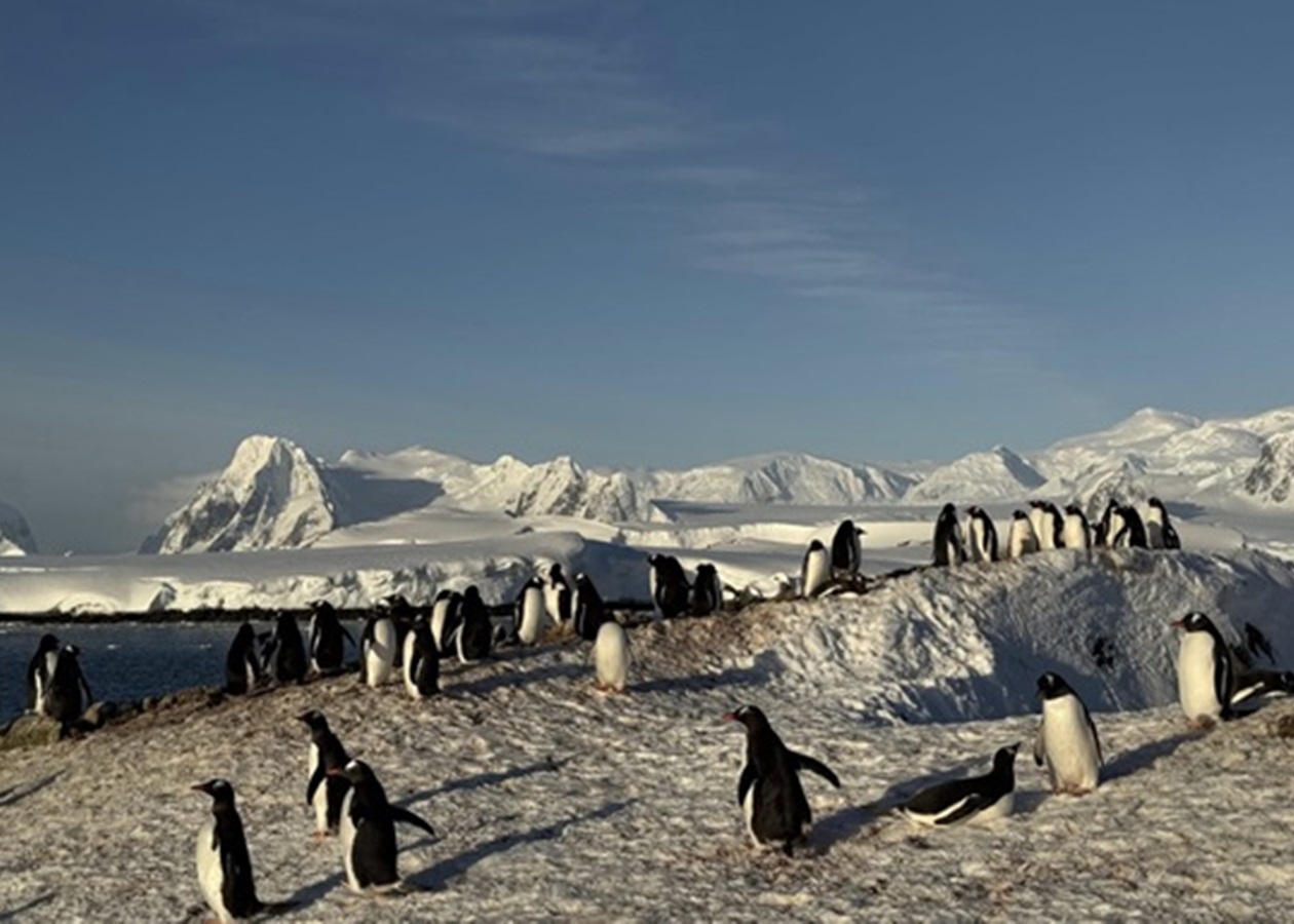 Українські полярники зафільмували масове занурення пінгвінів у море