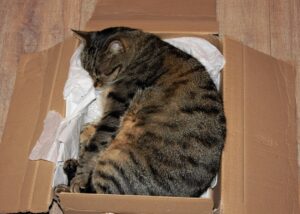 У Німеччині жінка відправила кішку поштою