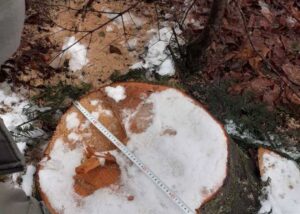 Суд розгляне справу ексочільника ДСНС, який "розчистив" заказник на 7 млн