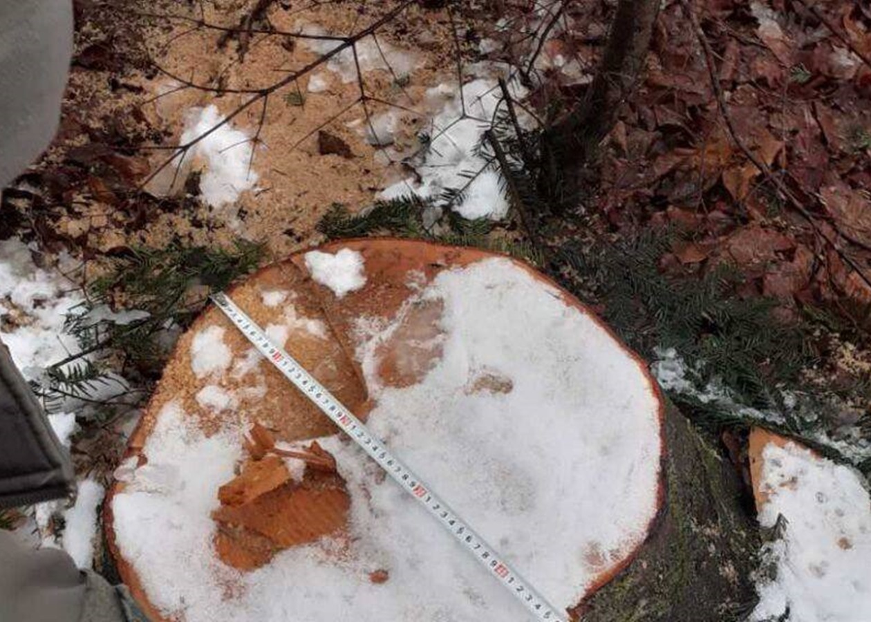 Суд розгляне справу ексочільника ДСНС, який "розчистив" заказник на 7 млн