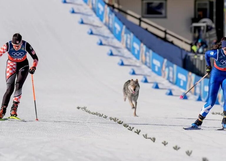 Собака став учасником жіночого кросу на Олімпіаді