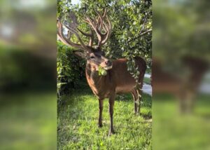 Відомого оленя Бориса з Рівненщини збила машина