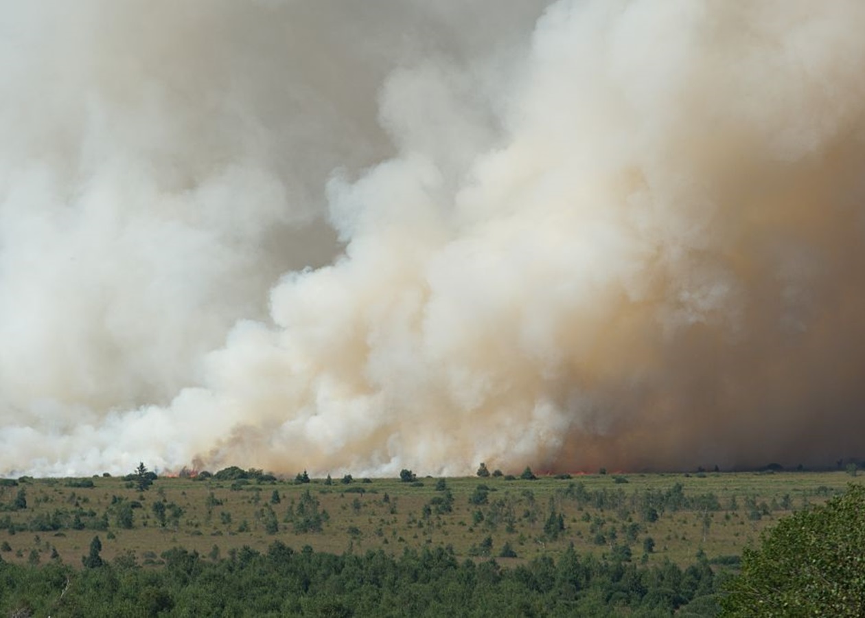 Вогонь знищив тисячі гектарів заповідника у Бельгії